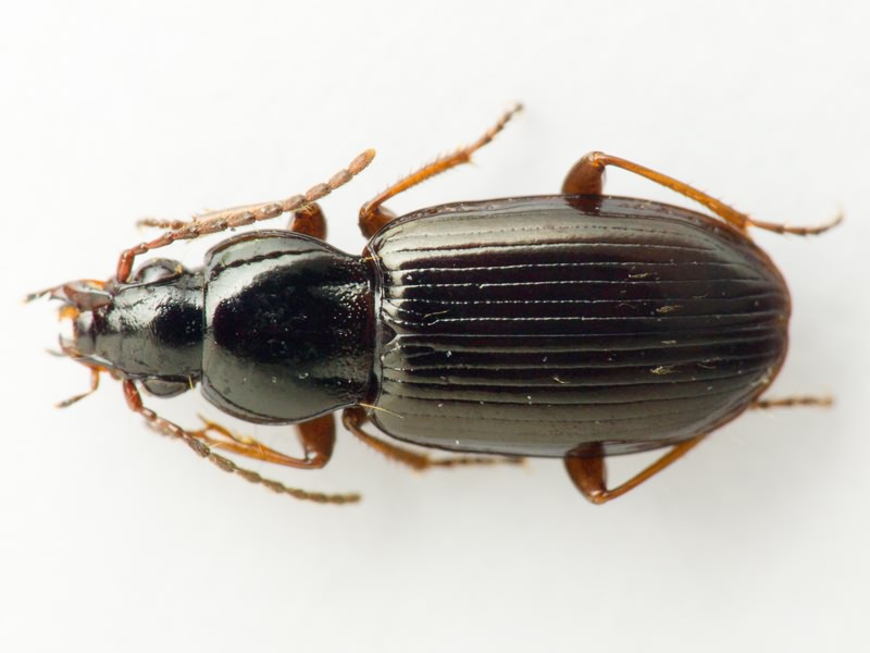 Carabidae Latreille, 1802